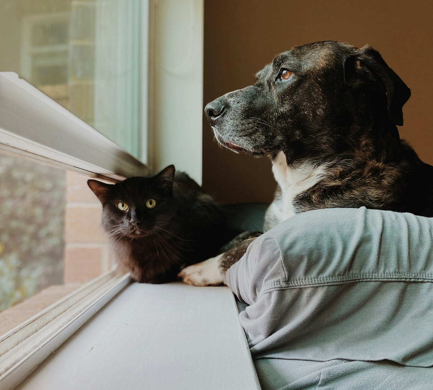 Un perro y un gato negro mirando juntos por la ventana