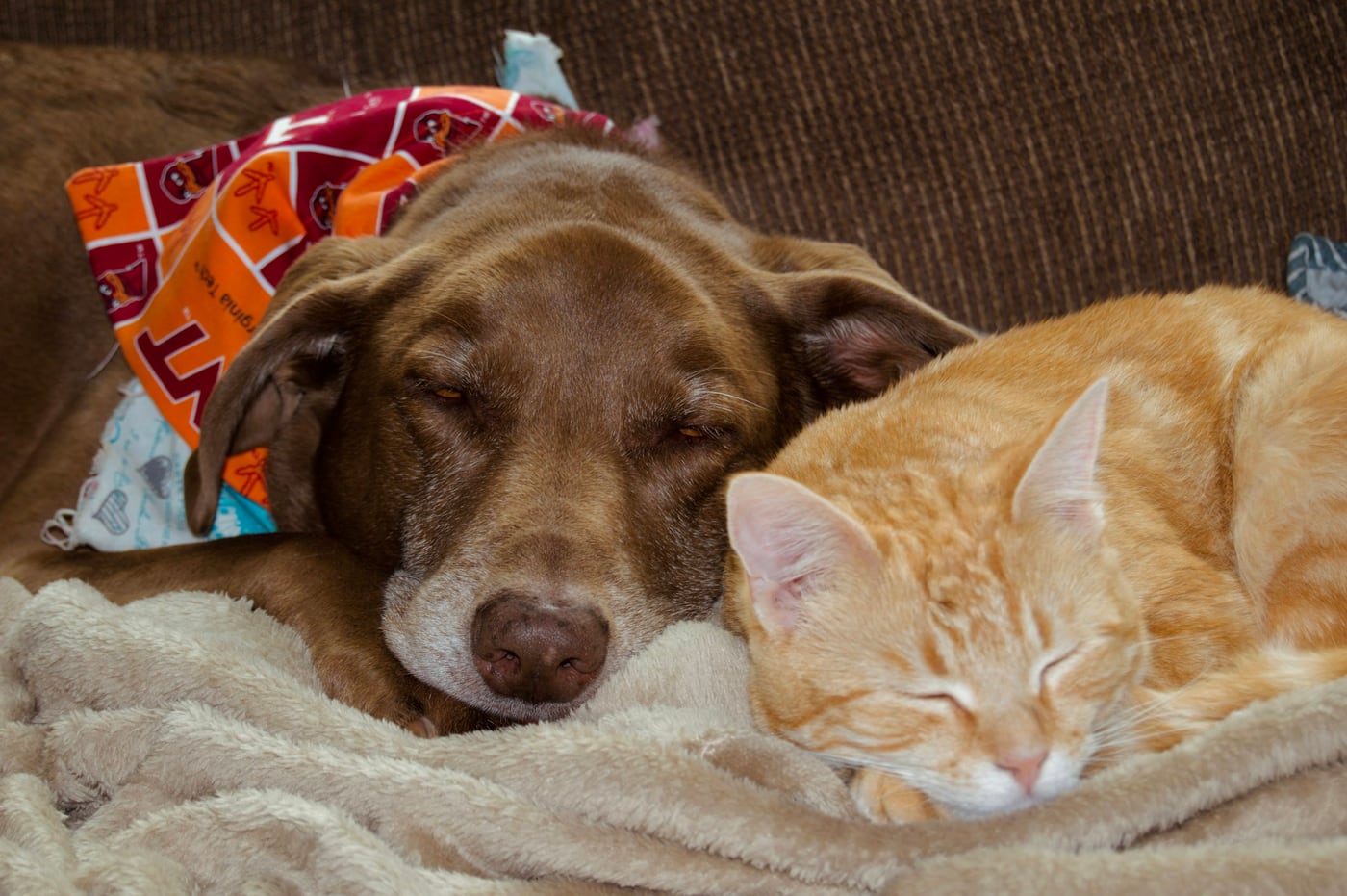 Un perro viejo y un gato naranjo durmiendo juntos sobre una manta